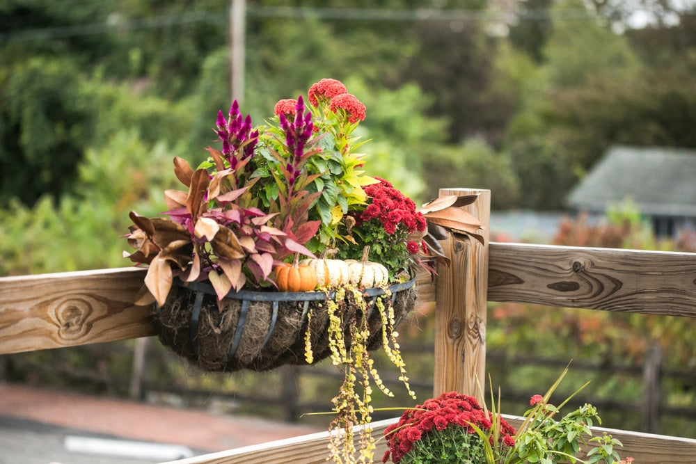 Blumenzwiebeln im Kübel setzen und Töpfe herbstlich bepflanzen